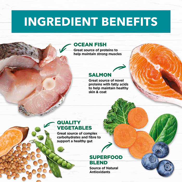 Grain Free Adult Dry Food Salmon and Ocean Fish