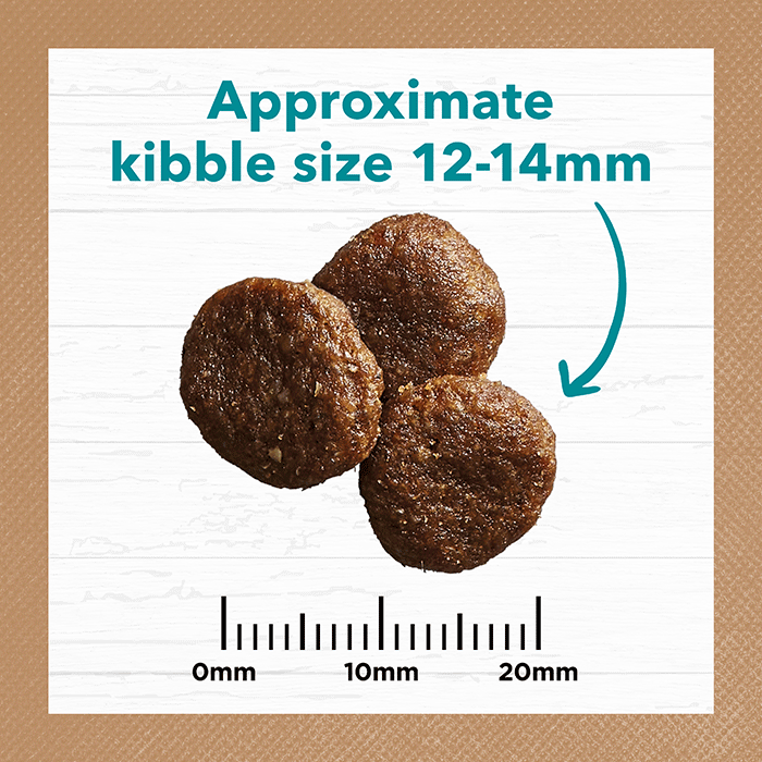 Grain Free Adult Dry Food Salmon and Ocean Fish