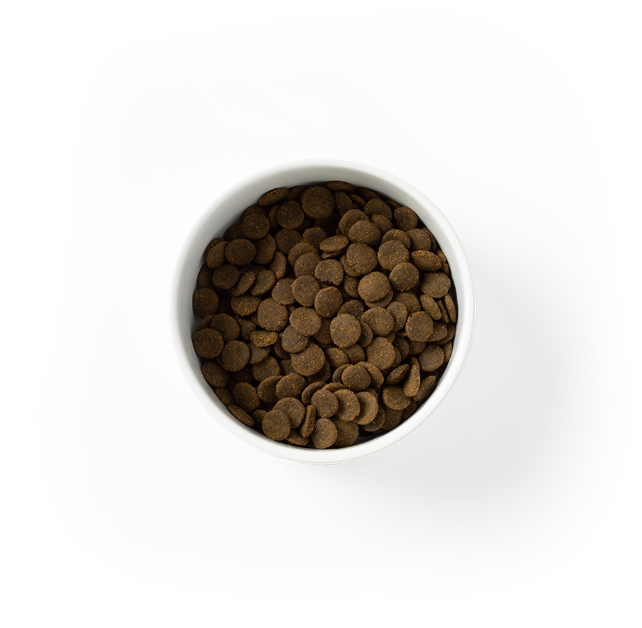 Grain Free Adult Dry Food Salmon