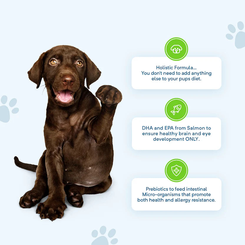 Grain Free Dry Dog Food – Large Breed Puppy